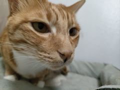 -博特宠物医院24h犬猫全科.骨科·异宠