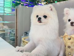 -FAELING PETS美天灵宠物(合生汇店)