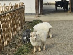 -乌村