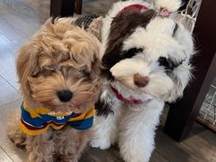 -帕帕拉兹宠物(亚洲旗舰店)