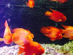 -骏莱海鲜鱼港(五角场店)
