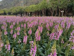 -顺峰山公园