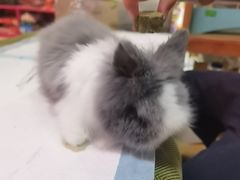 -宠物兔专门店(天丰利市场店)