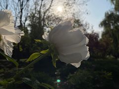 -洛阳市隋唐城遗址植物园