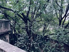 -上海佘山国家森林公园天马山园