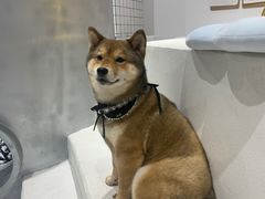 -柴务处·柴犬主题狗咖