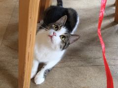 -猫咖时代(中山亭店)