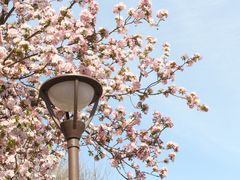 -海棠花溪(元大都城垣遗址公园)