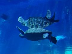 -成都浩海立方海洋公园