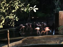 -清迈夜间动物园