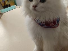 -猫在这儿猫咪咖啡馆·撸猫馆