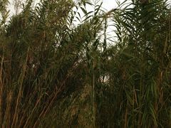 -白鹭湾湿地公园