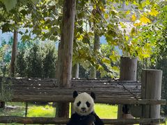 -西霞口神雕山野生动物世界