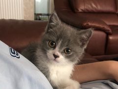 -喵zoo家庭繁育猫舍(尖东智能花园店)