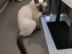 -喵园·猫主题咖啡厅·撸猫·猫咖(国贸店)