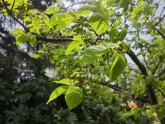 -国际非物质文化遗产博览园