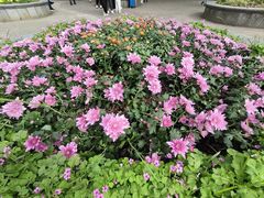 -上海共青森林公园