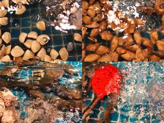 -领鲜活海鲜榴莲自助火锅(东门店)