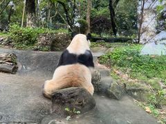 -都江堰中华大熊猫苑