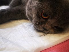 -北京观赏动物医院·24小时大型综合·猫专科·异宠专科