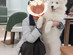 -安格丽娜·狗咖·猫咖羊驼咖(春熙路百盛商场店)
