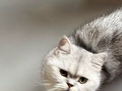 -豆逗聊愈猫阁Easy Life