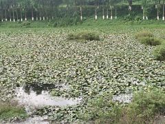 -番禺大夫山森林公园
