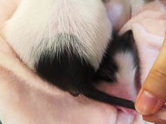 -浣熊柯尔鸭土拨鼠·电玩咖