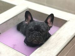 spa-Double Rui宠物酒店
