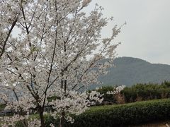 -龙坞茶村
