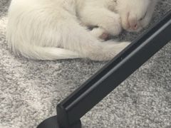 -北京观赏动物医院·24小时大型综合·猫专科·异宠专科