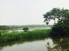-大湾区中央湿地公园
