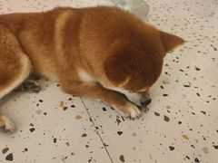 -喜柴咖啡·柴犬狗咖