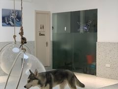 -Husky Go!哈士奇体验馆·宠物咖啡厅狗咖