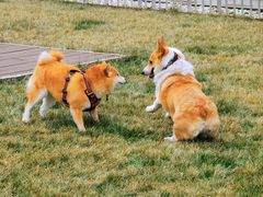 -百好乐宠物友好餐厅(朝外大街店)