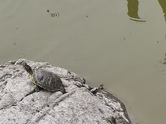 -泰山风景名胜区-普照寺