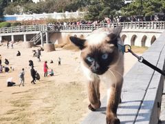 -八大关景区