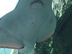 -悉尼海洋生物水族馆