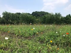 -同里国家湿地公园
