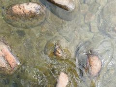 -荔枝公园(福田区)