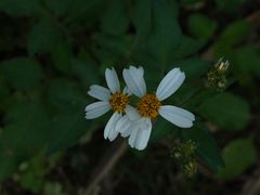 -南宁良凤江国家森林公园