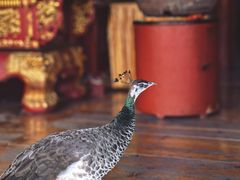 -都江堰普照寺