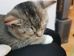 -猫咪派对(江南西店)