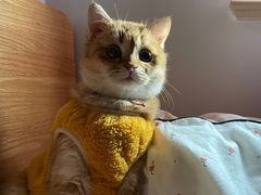 -东方名猫馆·英短金渐层布偶猫舍(环线广场1号楼店)