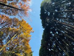 -山王坪喀斯特国家生态公园