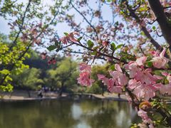 -上海共青森林公园