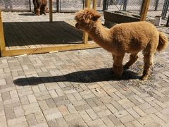 -长白岛森林公园