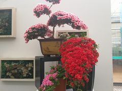 -上海鲜花港