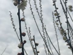 -香雪海