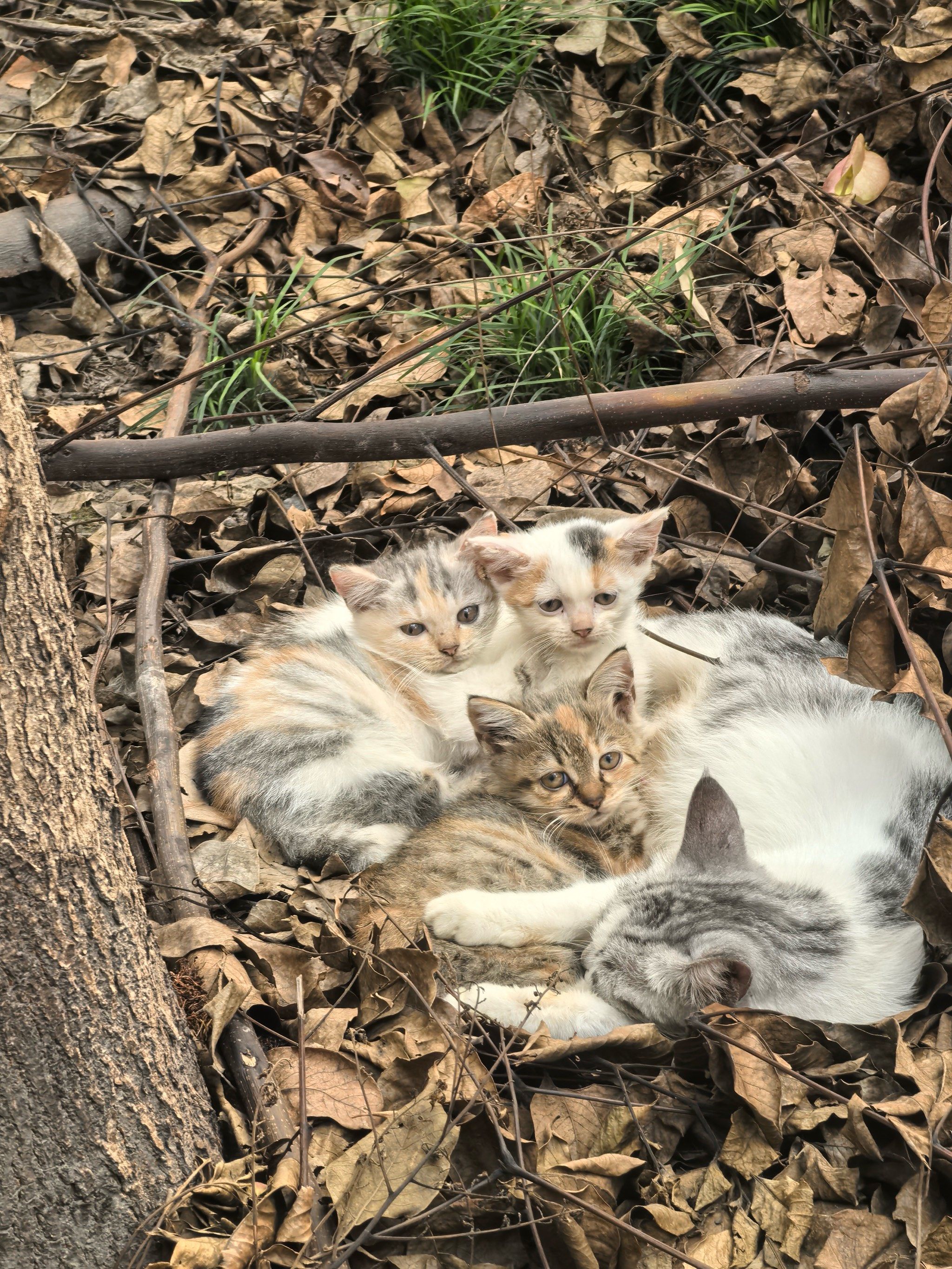 一窝小奶猫是小区流浪美短生的,有人想领养吗